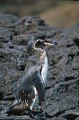 Manchot des Galapagos (Spheniscus mendiculus) - île de Bartholomé Ref:36895